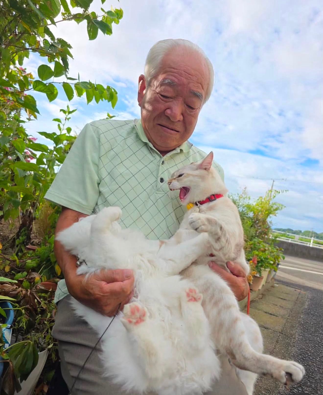 有一位日本的爷爷带着猫咪到处拍照但他的猫总是在打架😅