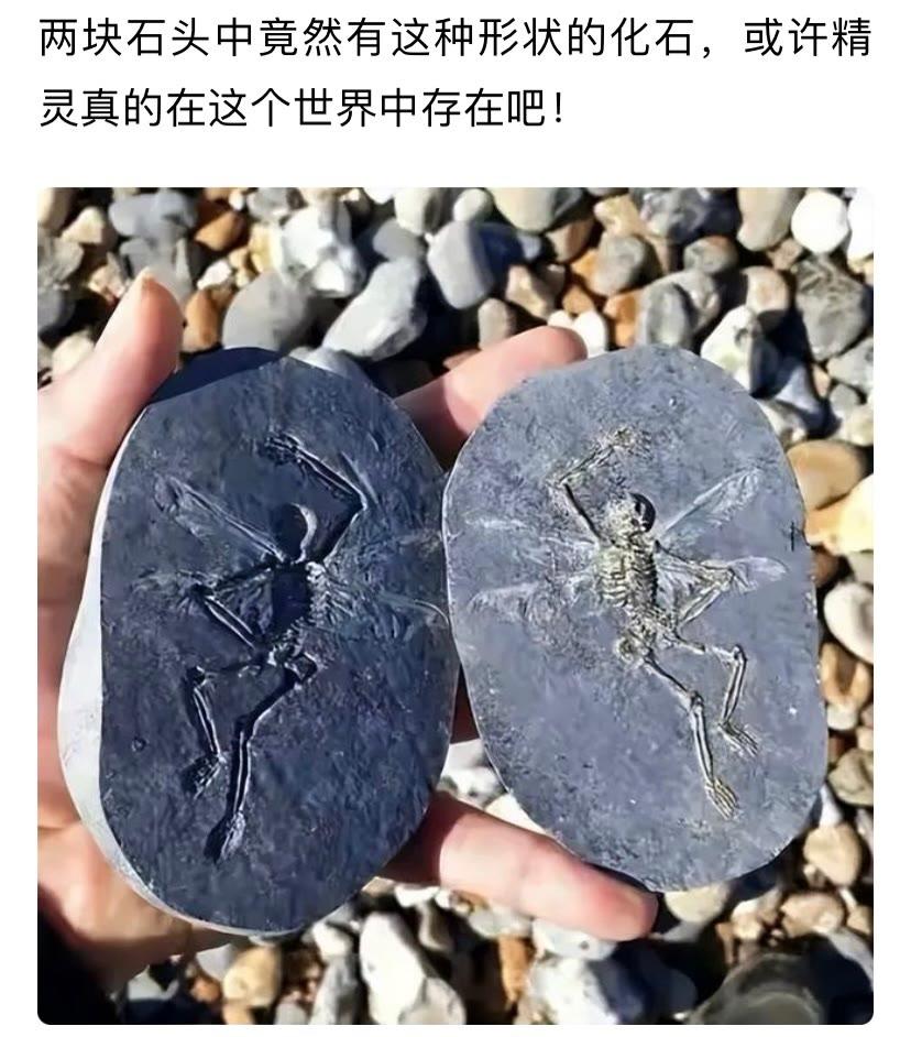 两块石头中竟然有这种形状的化石，或许精灵真的在这个世界中存在吧！