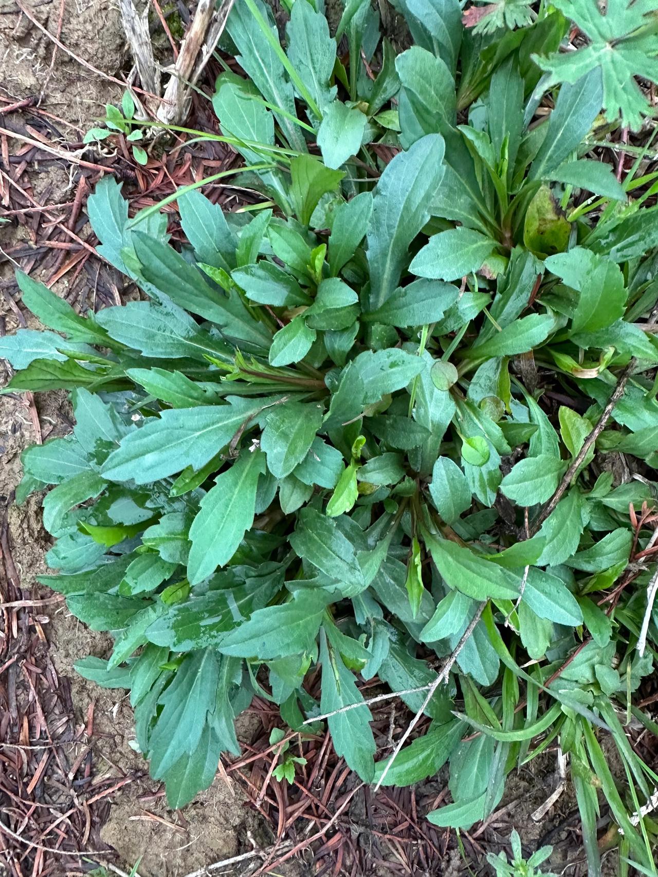 马兰头一直是我采摘野菜中的最爱。众多的品种中，我能分辨出哪种形状的马兰头味道最美