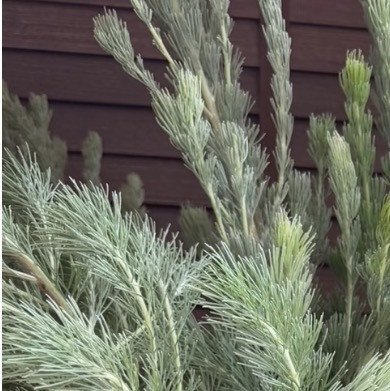 0000羊毛松种植1.光照与场地：需充足阳光与开阔地栽环境，株距建议保持3米以