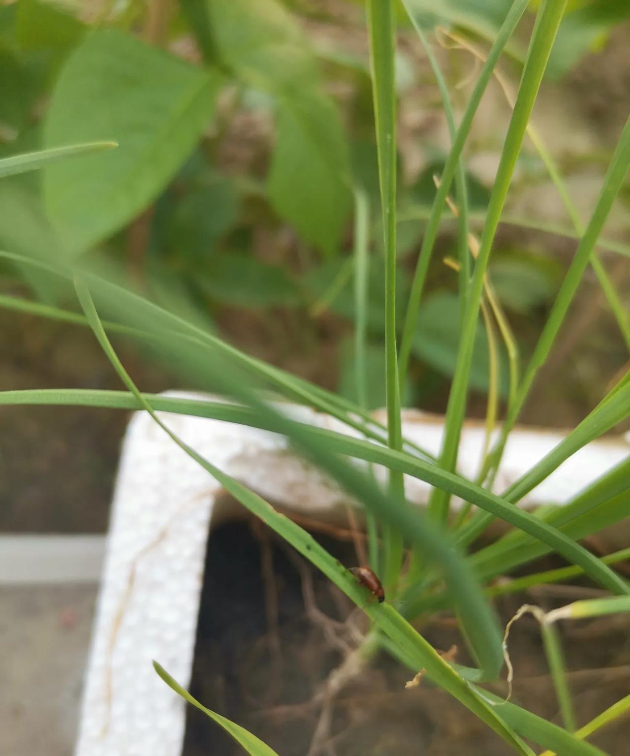 咱们种菜，想吃点绿色的健康的蔬菜容易吗？我的菜园里有茄子，西红柿，黄瓜，豇豆，