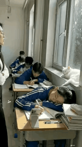 全班都看呆了：女孩上课睡觉，老师刚要去叫她，窗台上的猫咪反应太逗了，直接把同学们