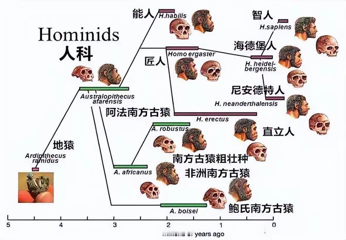 都21世纪了，竟然还有人质疑人类由古猿进化而来的观点，这在主流科学界毫无争议，最