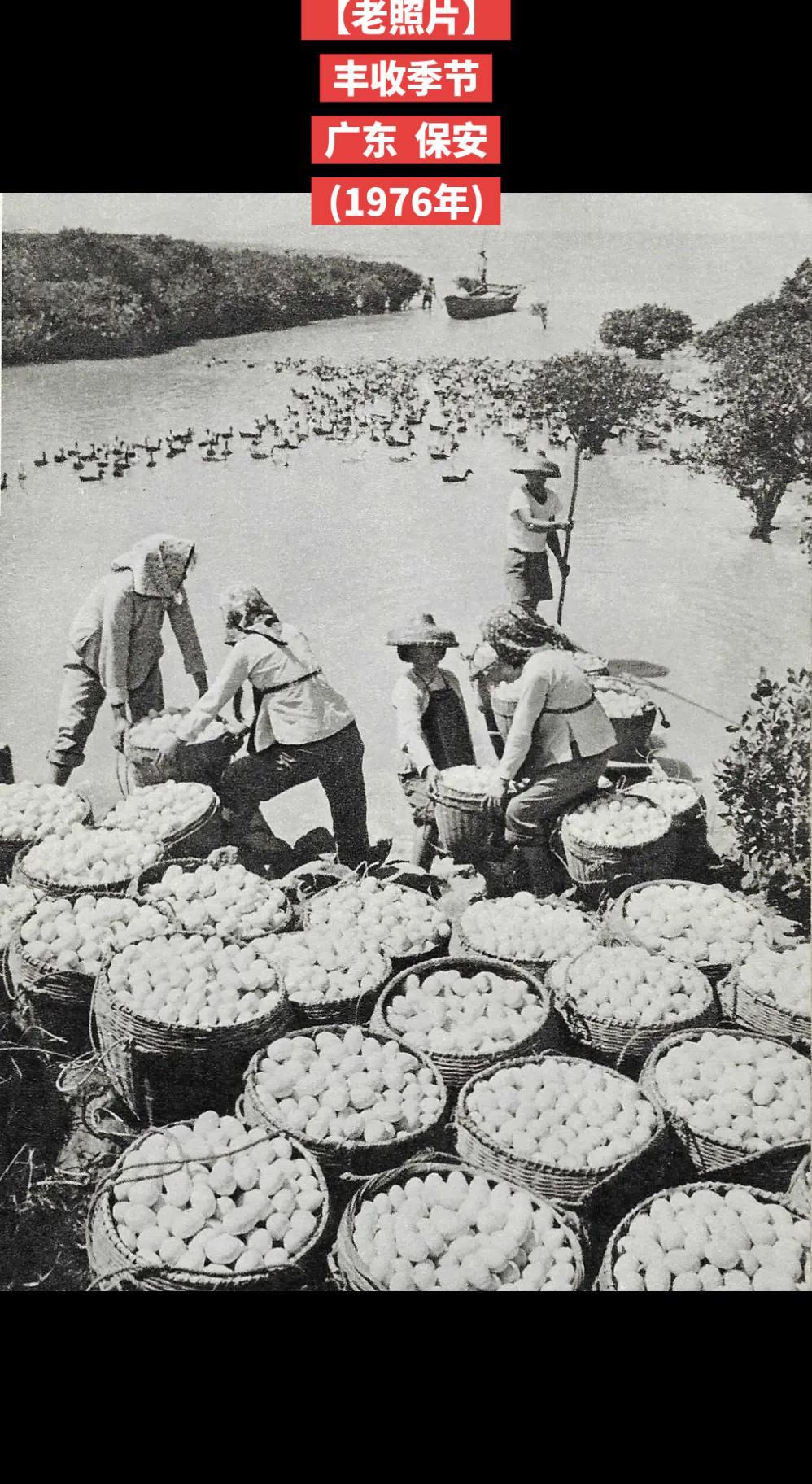 【老照片】丰收季节广东保安(1976年)