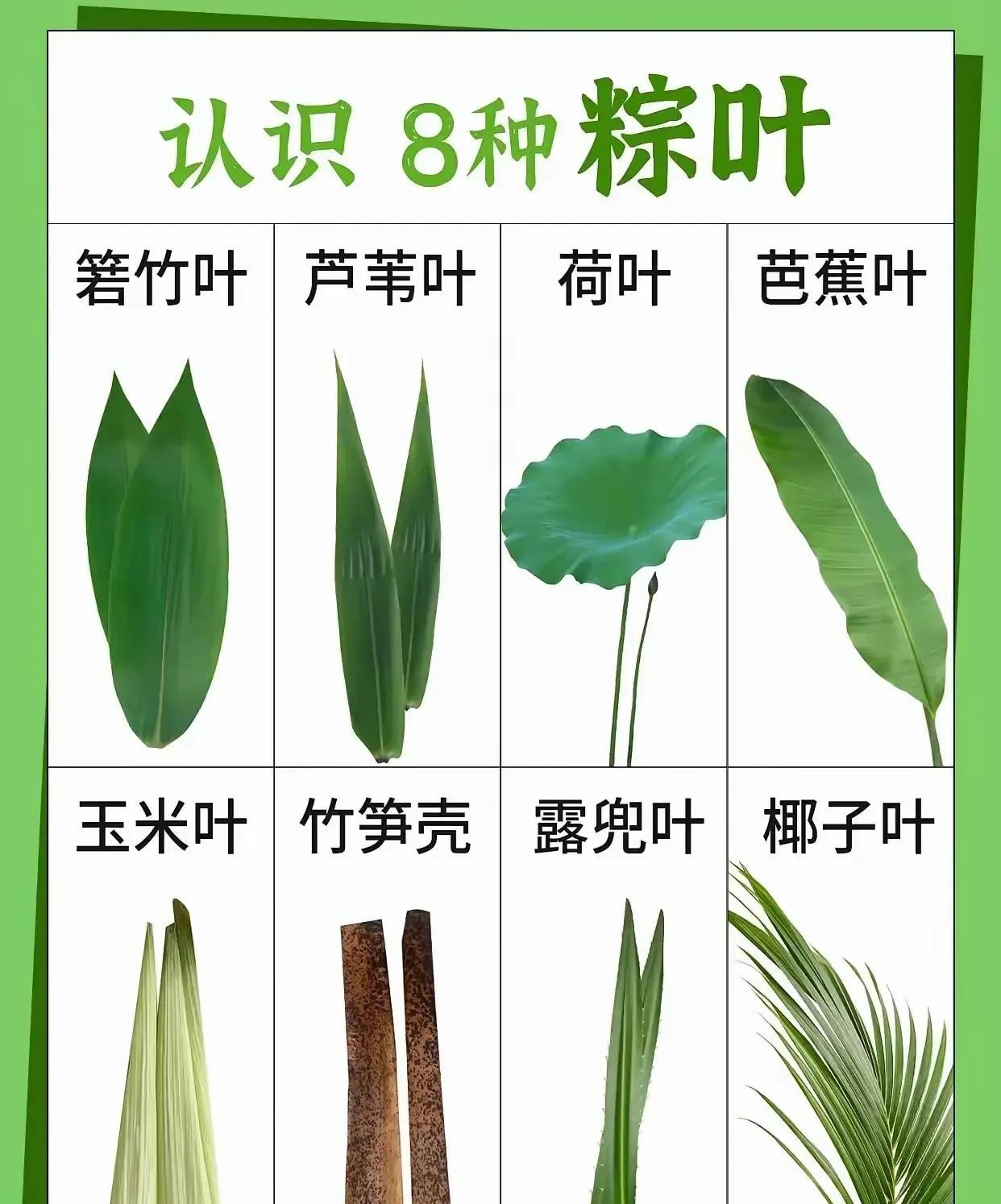 认识8种粽叶：竟然还有用竹笋壳包粽子的？请问吃起来嘴巴不发麻吗？包粽子的时候手不