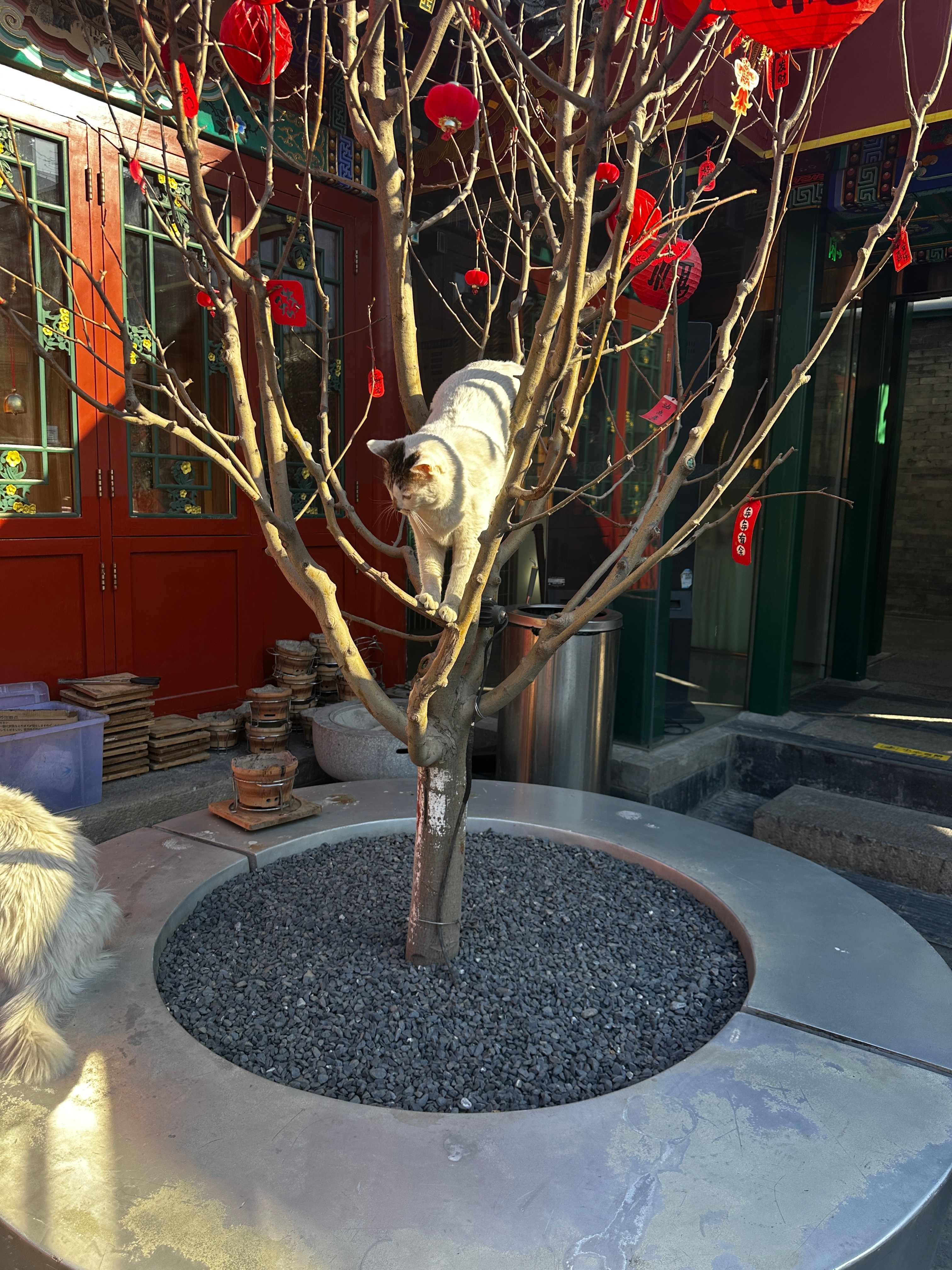 两只慵懒的猫猫不错的一下午