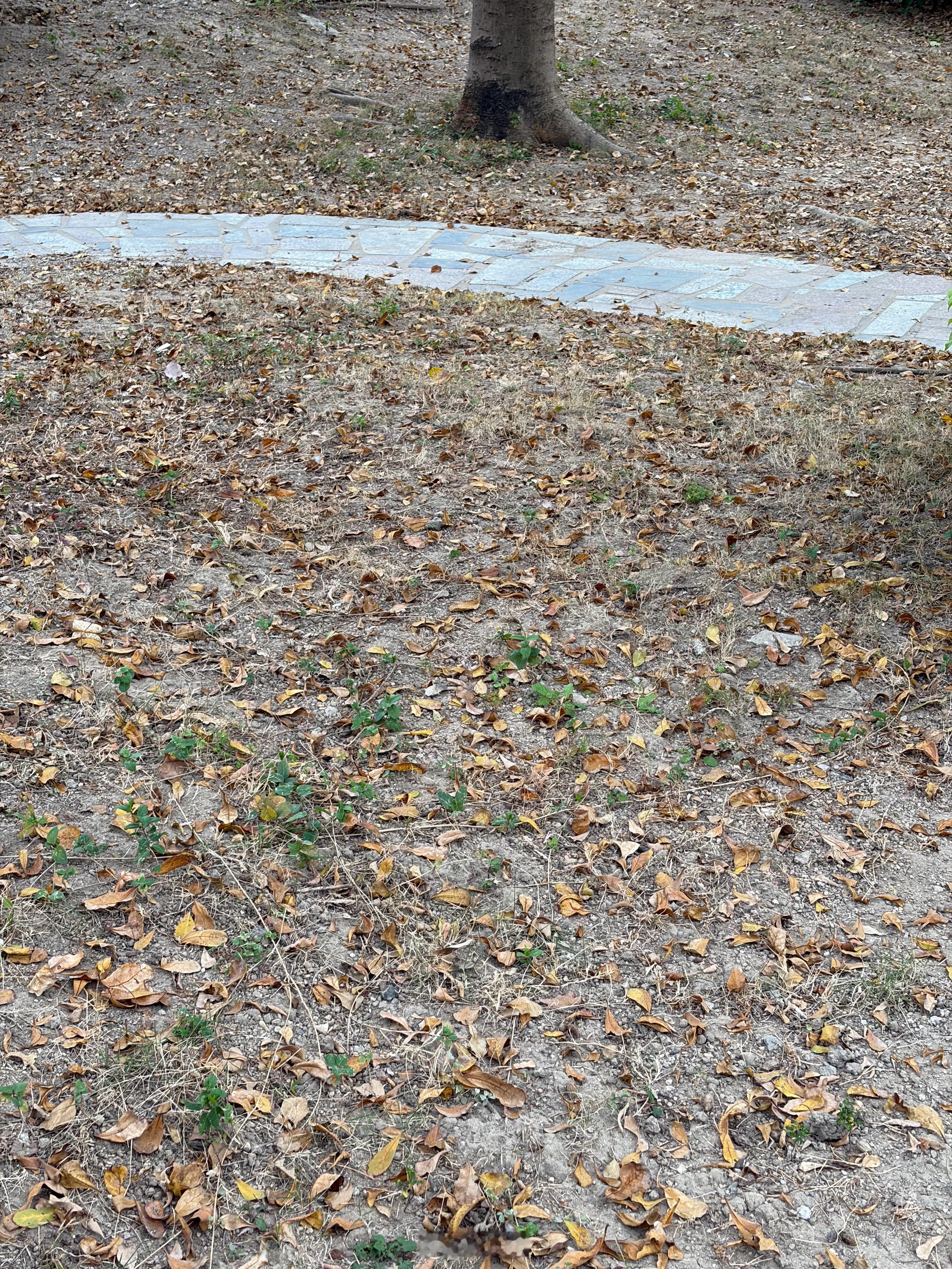 大彬子的生活除了每天早起喝冰美式是固定的，还有就是每天下午或者傍晚都会去公园走路