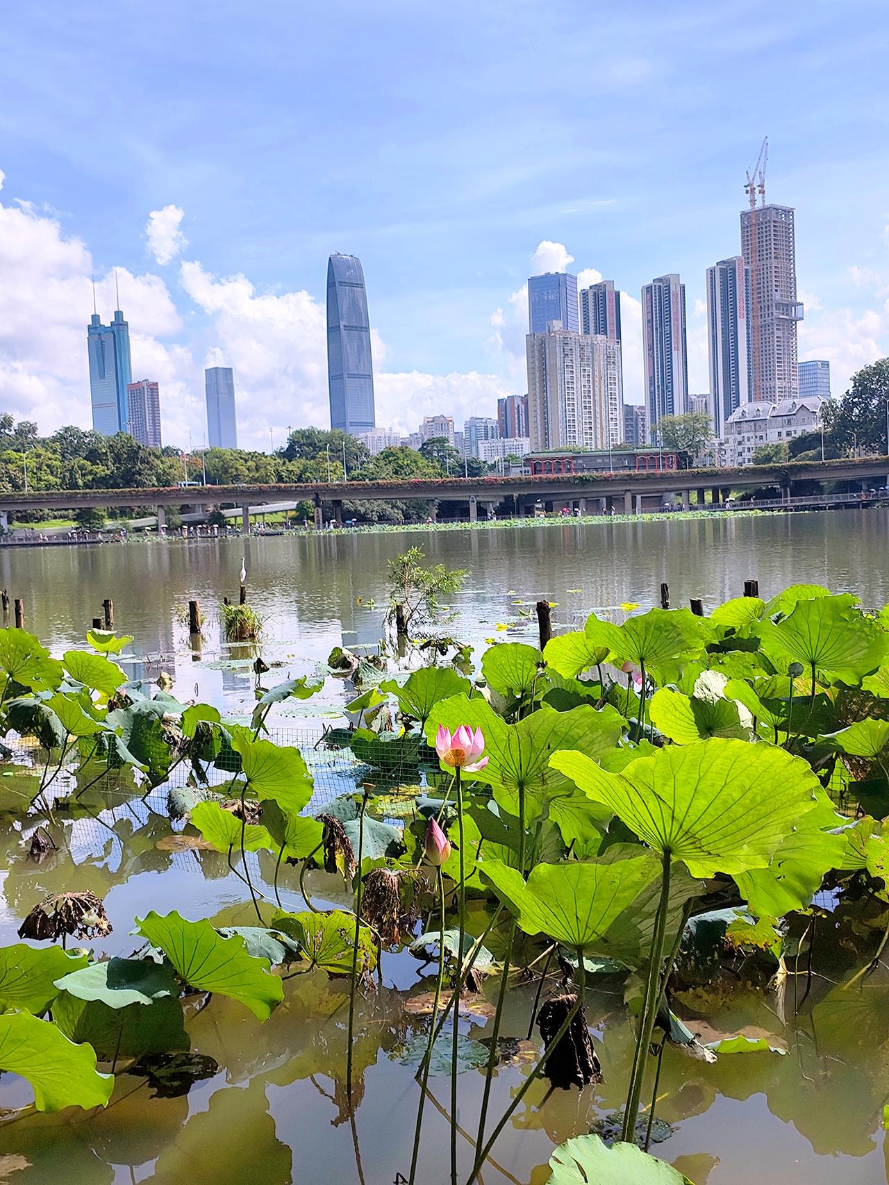 深圳洪湖公园，荷花的盛花期已经过去了，但沿着洪湖公园走一圈还是挺好的，风景宜人，