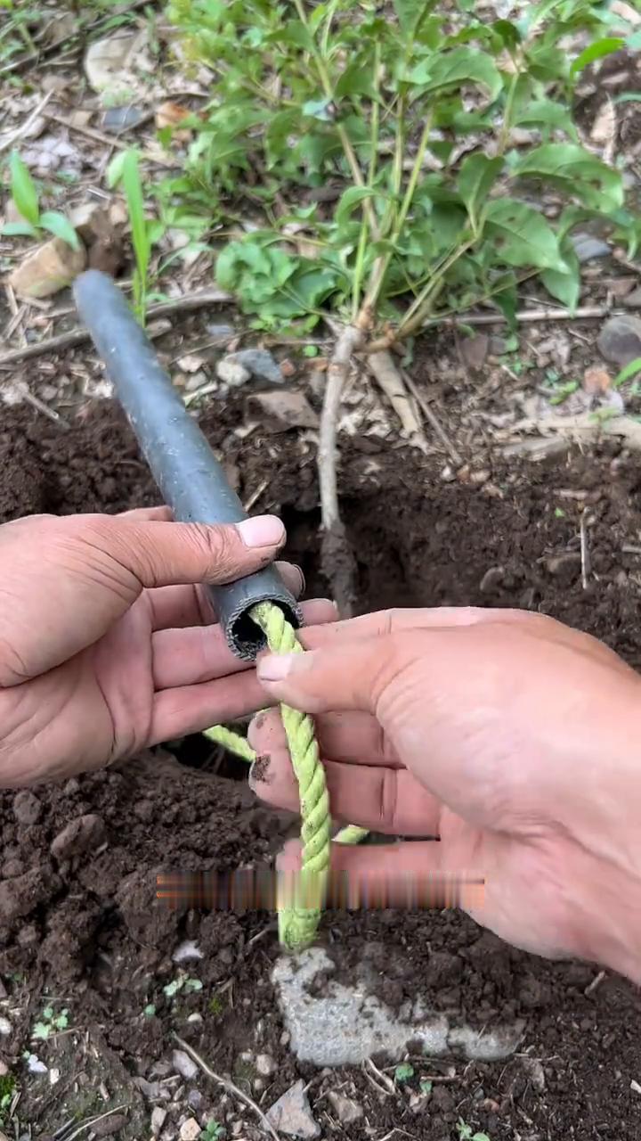 小树苗耐干旱技巧。我们在种树苗的时候，想要种的树苗长得好，成活率还高，那就可以