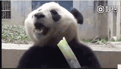这视频有毒, 我竟然看一个熊猫吃了3分钟竹笋! 网友