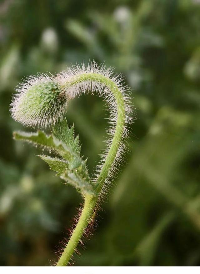 手机微距拍摄技巧！花草静物轻松出大片，细节质感直接拉满很多人拍花时有一个习惯：