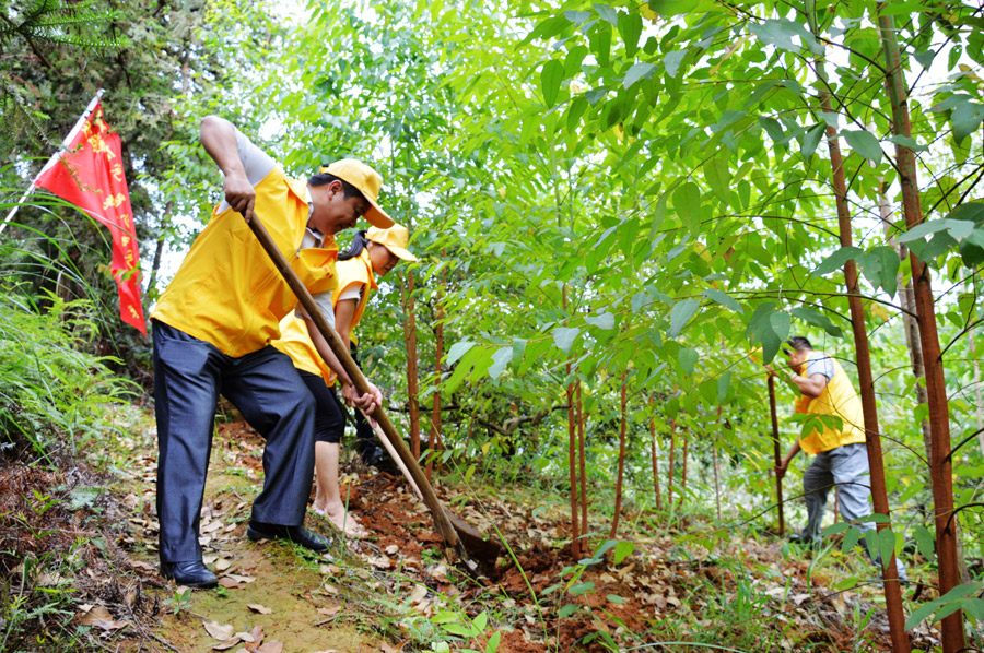 入党积极分子走进贫困户林地中为小树苗施肥除草,积极开展党组织固定