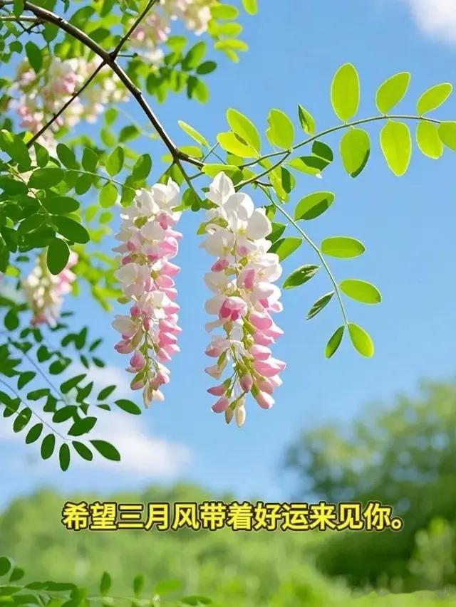 早安心语: 希望三月风带着好运来见你, 早安吉祥!