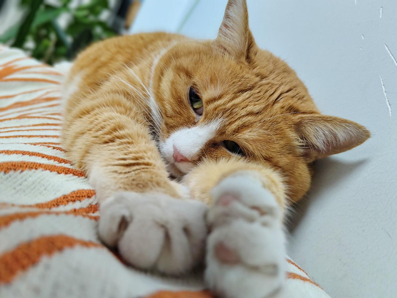 一张图证明你家的猫很安逸早啊，今天又是个阴雨绵绵的好天气[害羞]
