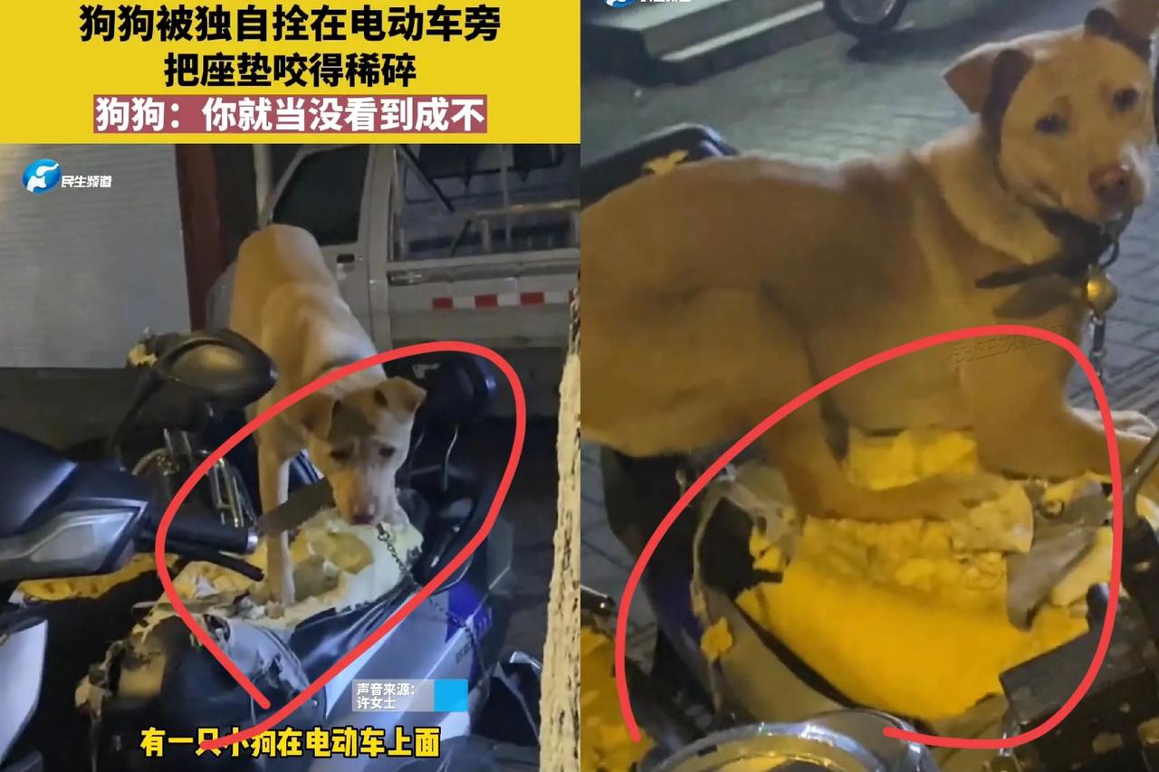 这狗还能养下去吗？看到这狗让人哭笑不得[笑着哭]，主人把狗拴在电车上就去买菜
