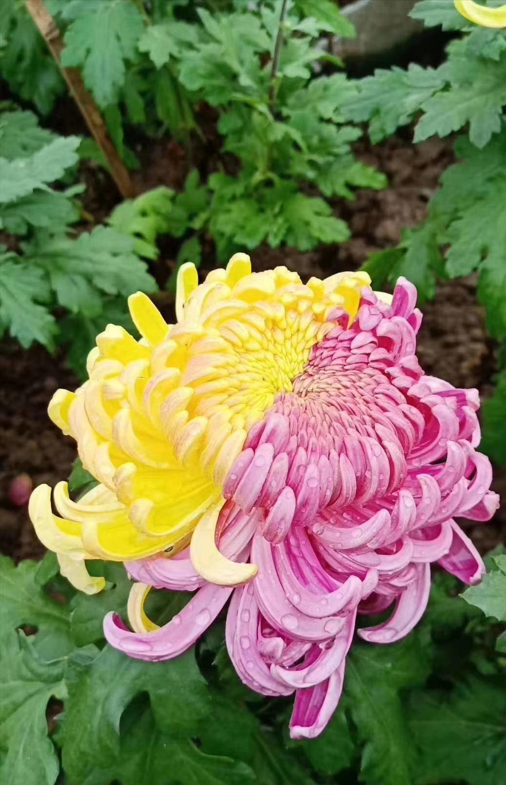 婚姻相处真相婚姻是一场漫漫修行需要两个人三观契合同舟共济携手同行婚姻最