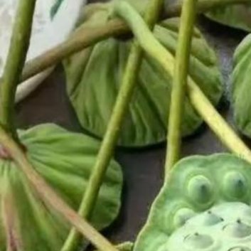 种植🌱莲子种植方法一、种植步骤：（1）准备种子：选择成熟、健康、无病虫害的莲