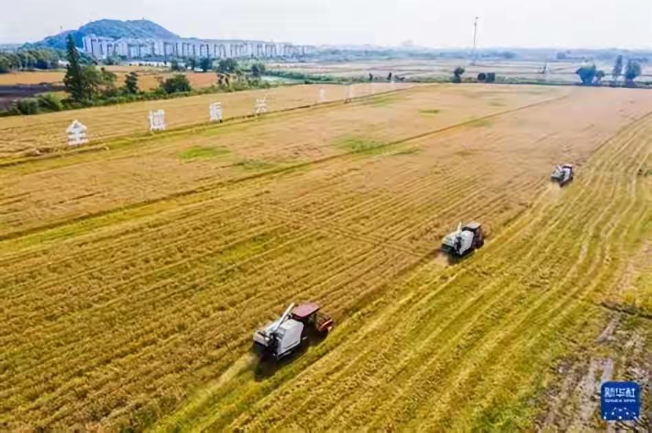 麦收季！村口大喇叭硬核喊话：统一价60元/亩，绝不许刁难外地收割师傅麦子刚