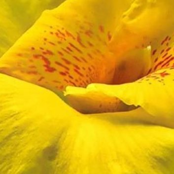 种植🥀美人蕉的种植方法1、种子种植：若是使用种子进行种植的话，需先购买质量好