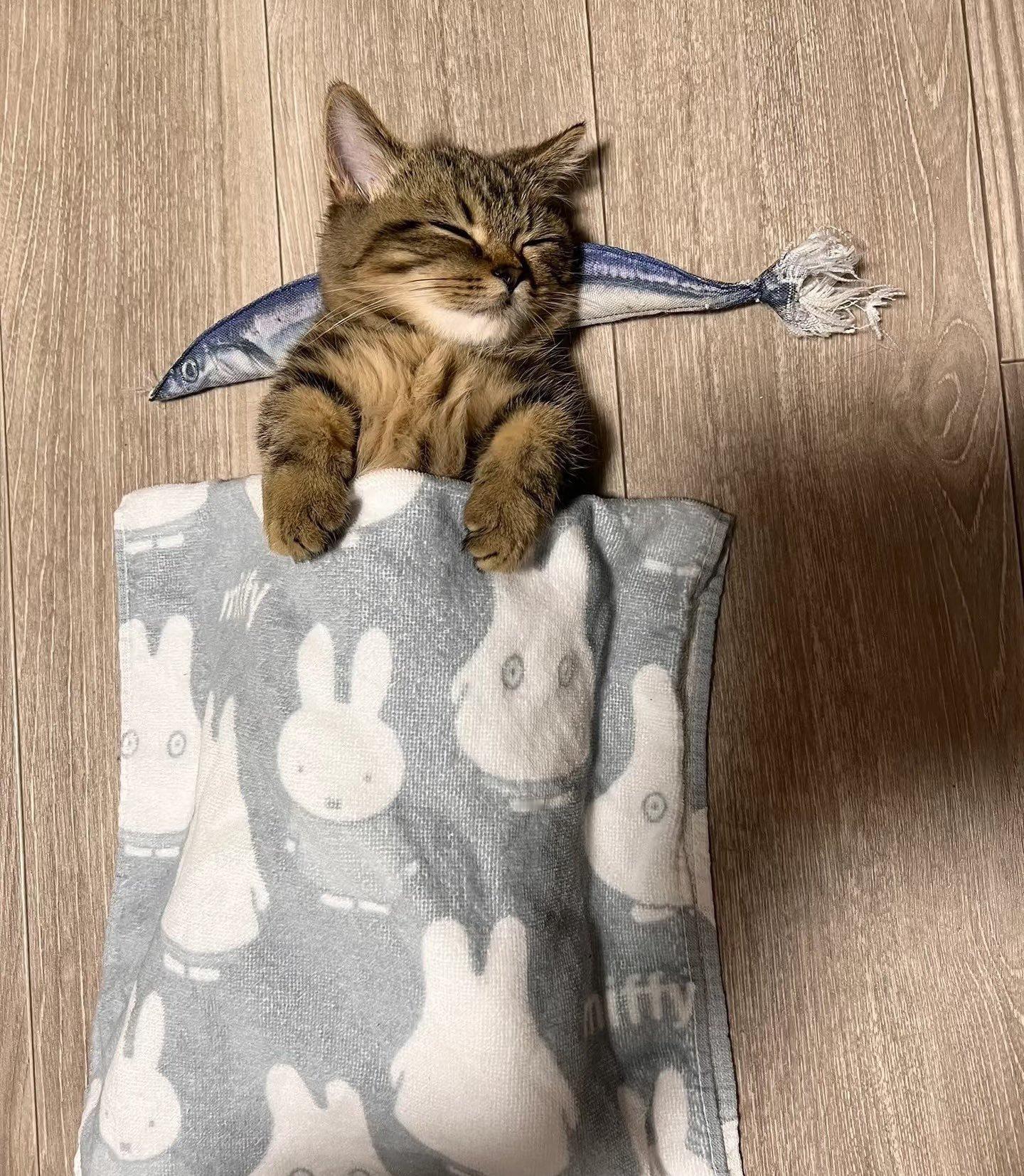 当我给妈妈发LINE问“家里的猫还好吗？”后收到的照片viaanimalkya