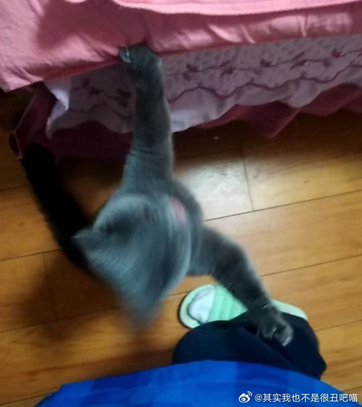 50430【丑猫】到底想干嘛