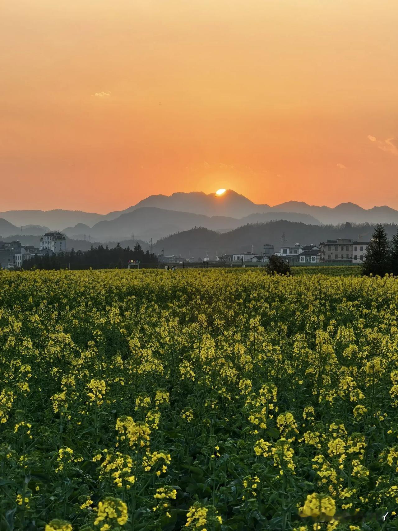 云南罗平|油菜花海，遇见落日【原创】来到罗平，时间已近傍晚。我们迫不及待