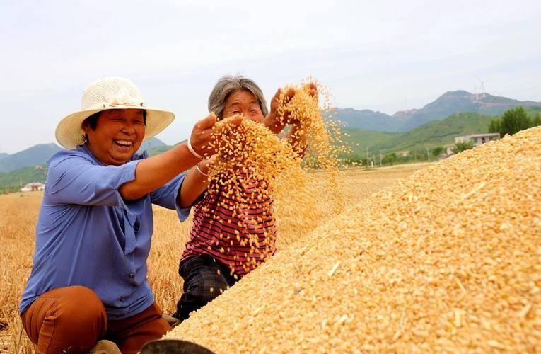 为什么中国粮食价格这么低？如果中国粮食价格高，很有可能被有权势家庭私吞，在国