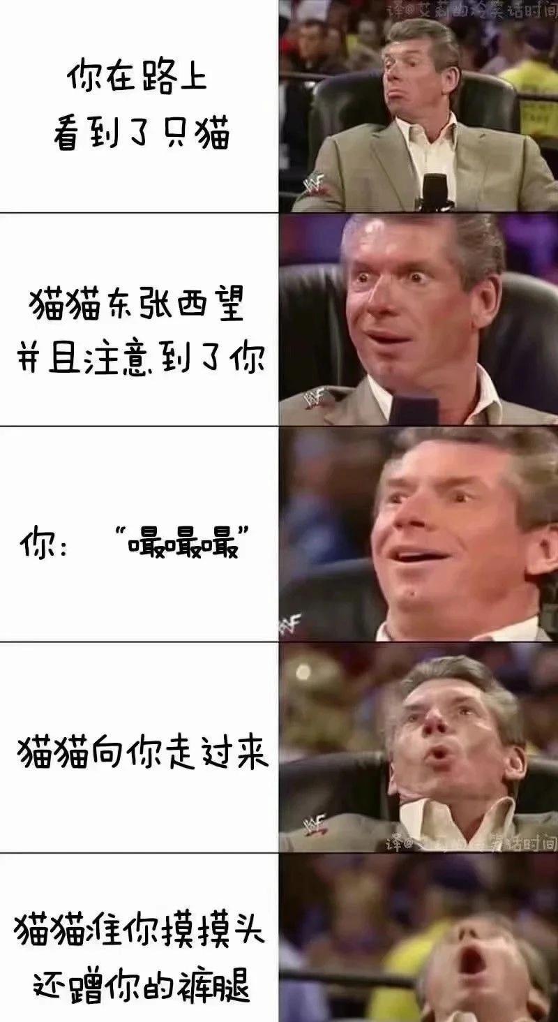 这个世界上完美的生物就是猫咪梗图