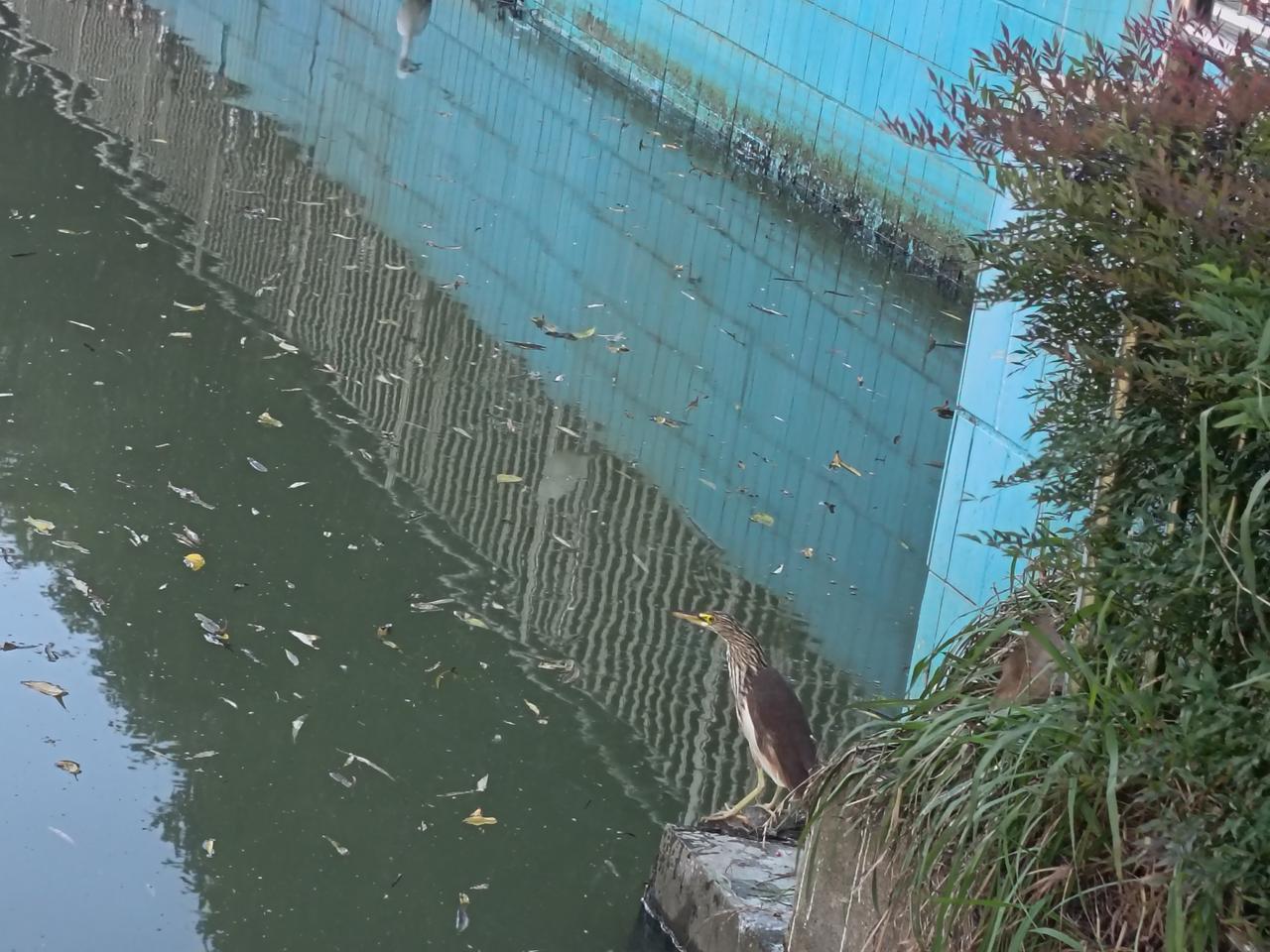 今天在河滨公园偶然拍到的，起初不知道是什么水鸟。只见它一边聚精会神地盯着河面，一