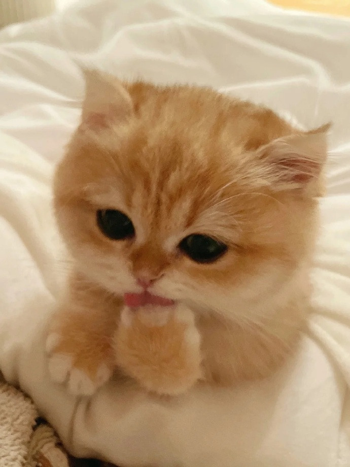 ≽/ᐠ˵-ᴗ-˵ᐟ\≼喵喵！