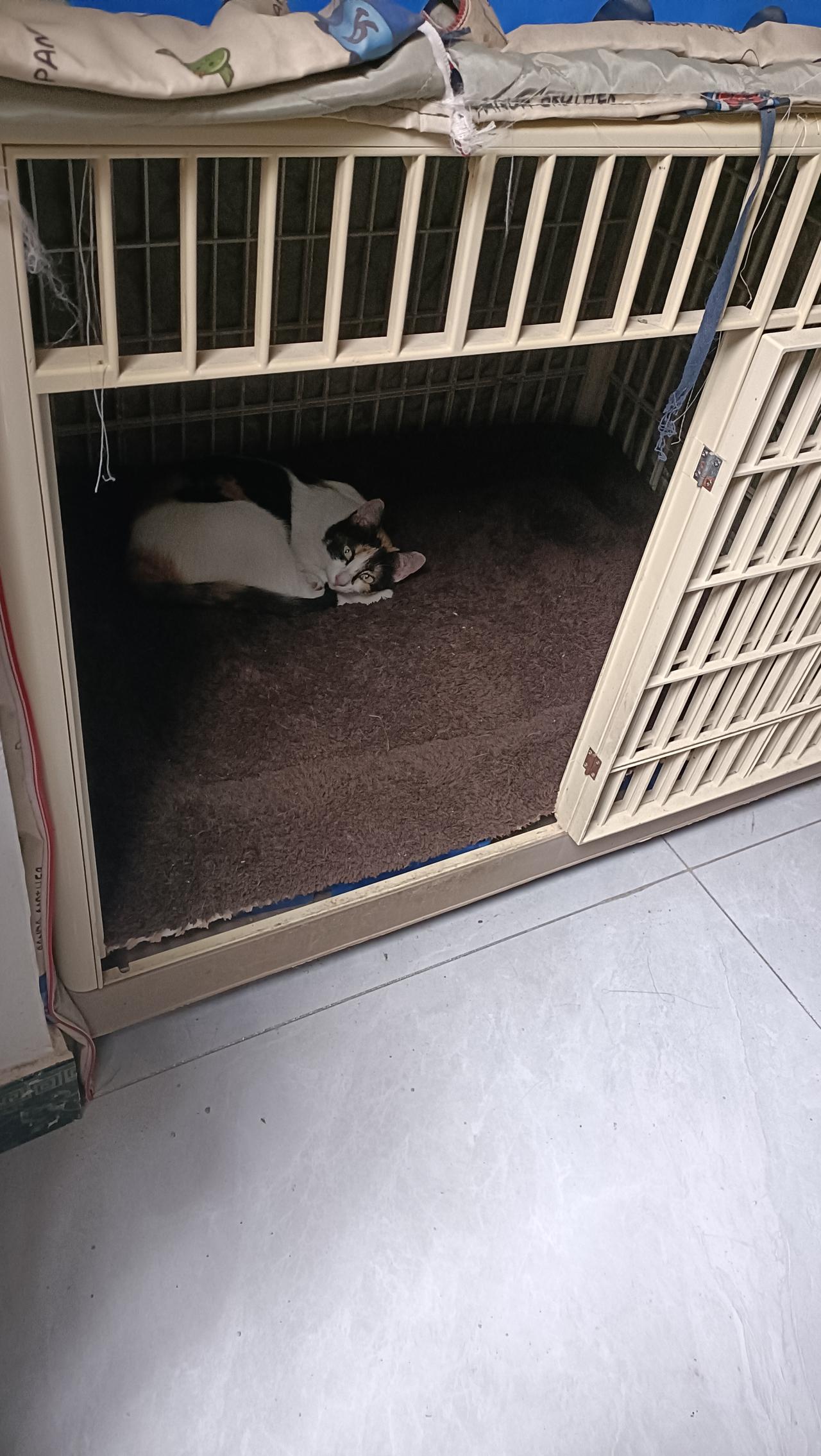 一大早起来查看狗屋，看到小三花无精打采的睡在里面，不知道它昨晚出去后经历了什么，