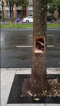 啄木鸟也进化成这样子了吗