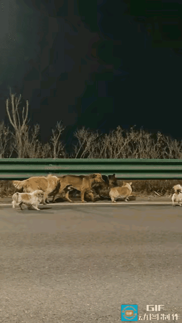 都说狗记千，猫记万。意思是狗狗在千里之外都能找到回家的路，下面这七只狗狗是一个村