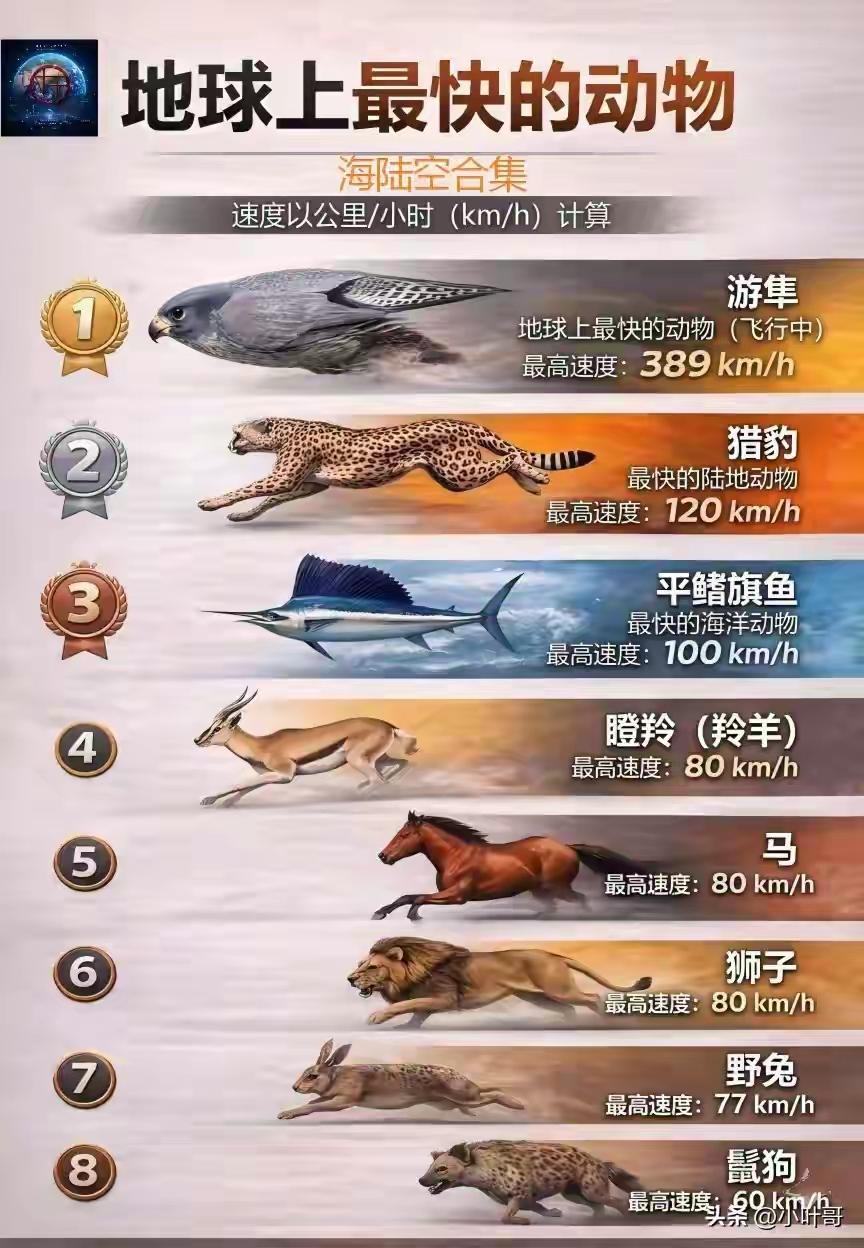 最快的不是游隼，是军舰鸟，时速可达418km