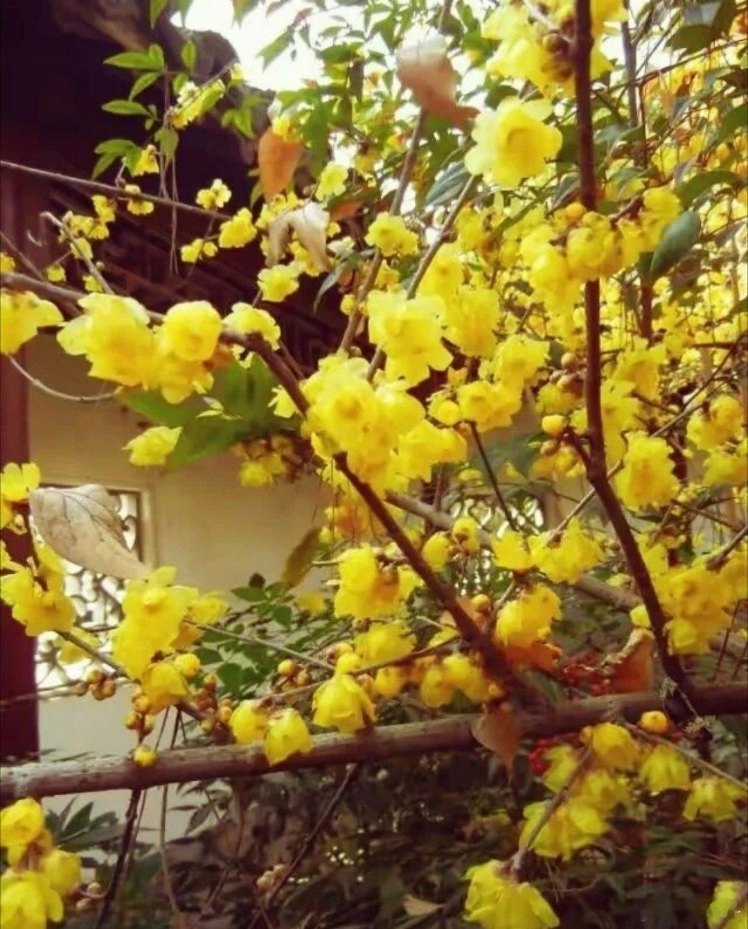 花中仙子——腊梅！