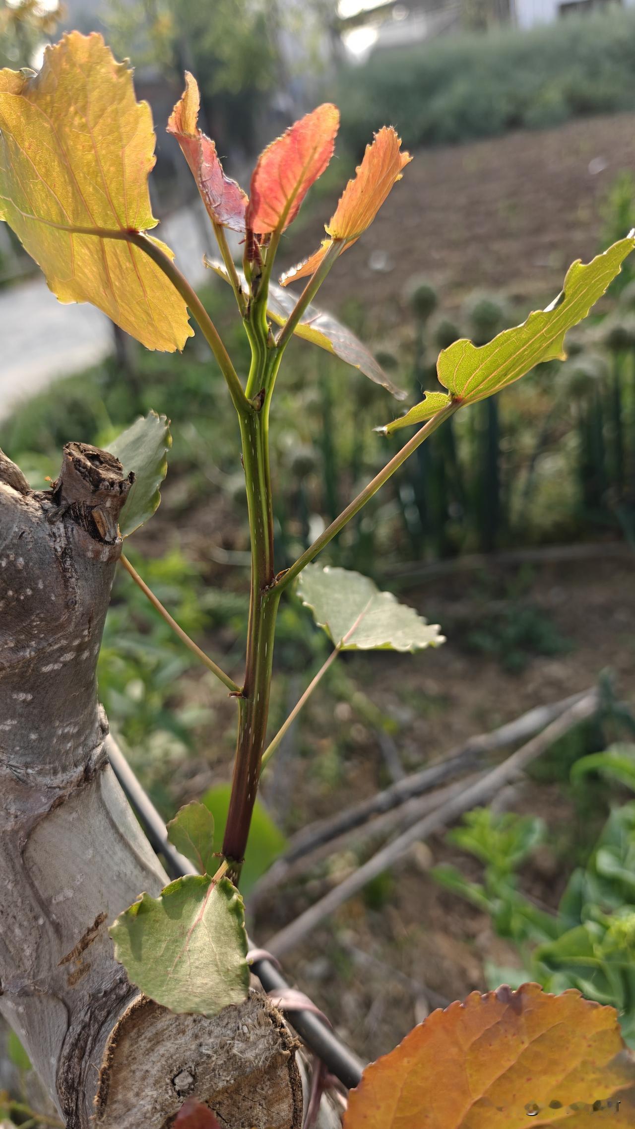 扦插的白杨树苗，成活以后，怎样能度过夏天.长到2米高？我的邻居杨师傅，发现白杨