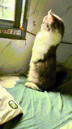 小猫盯着窗外，不知道瞅见啥东西了，身子站得笔直，昂首挺胸，小脑袋抬得高高的，姿势