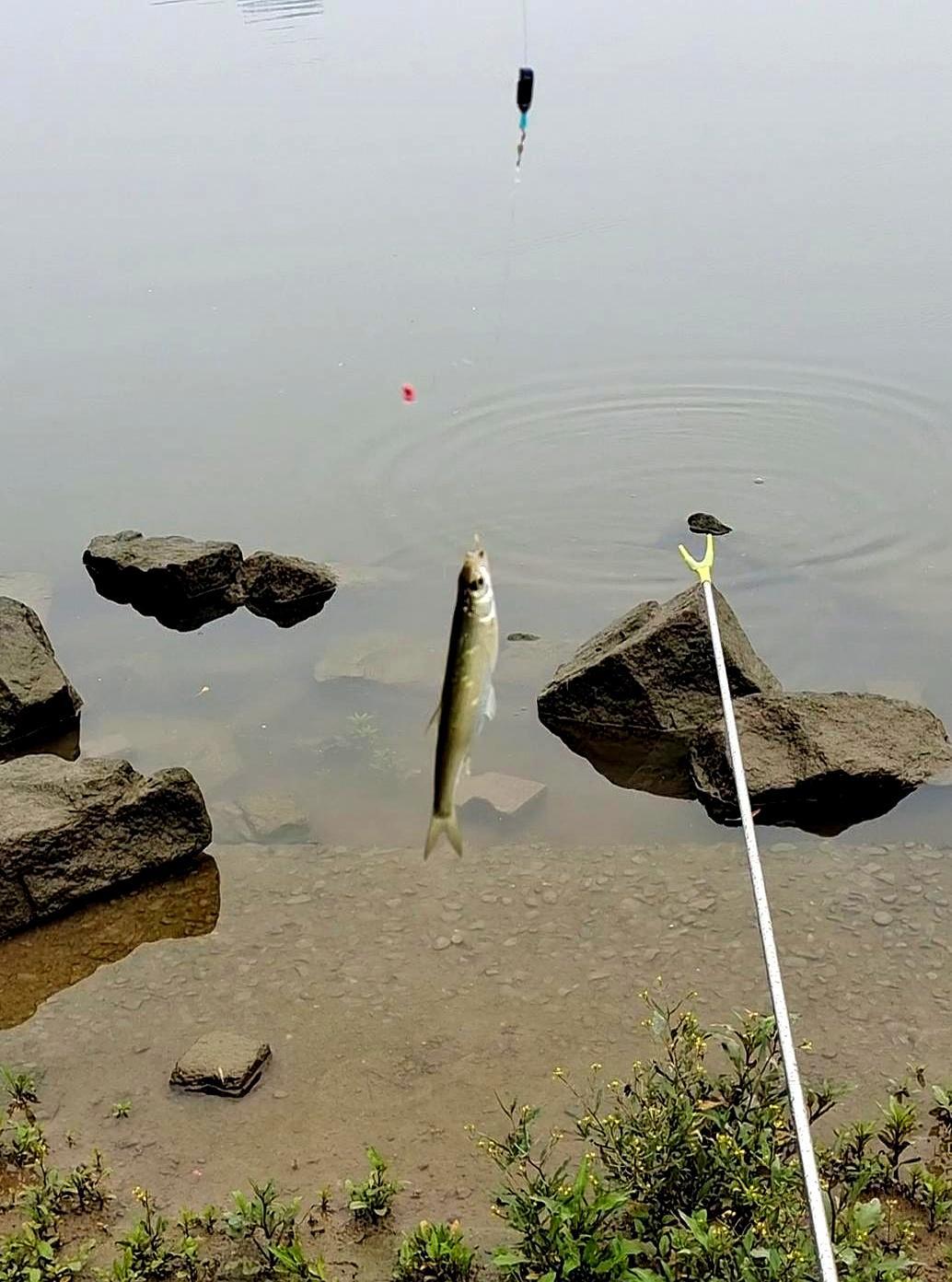 明天气温再升两度，鱼还是不开口别被升温骗出门。水温比气温慢半拍，鱼刚找着舒