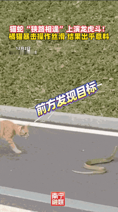 “太彪悍了！”12月2日，广西南宁，一市民在公园散步时，忽然看到前方有条蛇，吓得