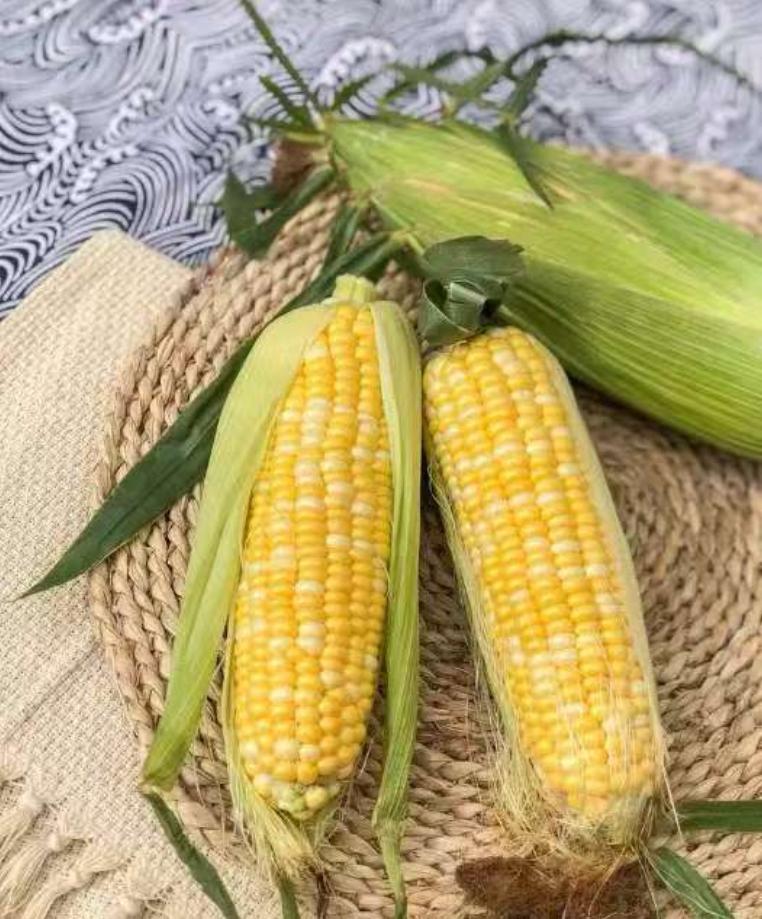 为什么玉米被认为是“外星植物”？一位种了半辈子地的老人告诉我，90%的人都不知道