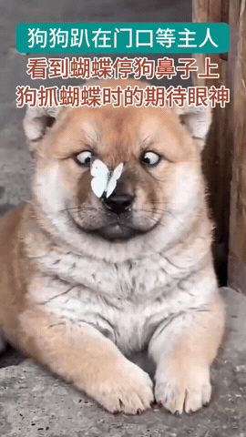 狗狗趴在门槛上等主人回家，一只蝴蝶飞过来，停在狗狗的鼻子上，狗狗抓蝴蝶时期待的小