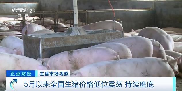 农业农村部：5月第三周，全国生猪价格为每公斤10.12元，环比下降0.4%，同比