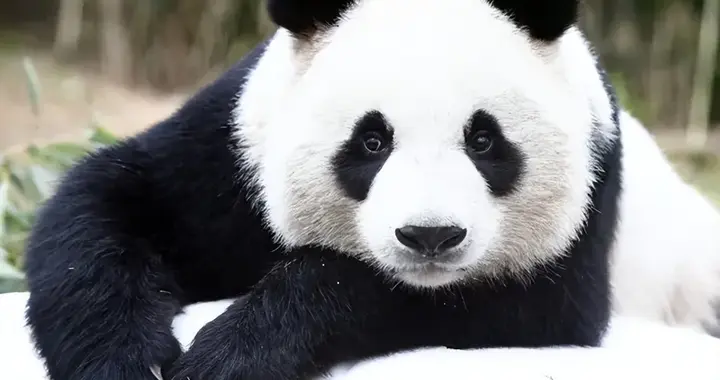别理解错! 不是中国借钱给世界, 1600 亿熊猫债过半是外资来借