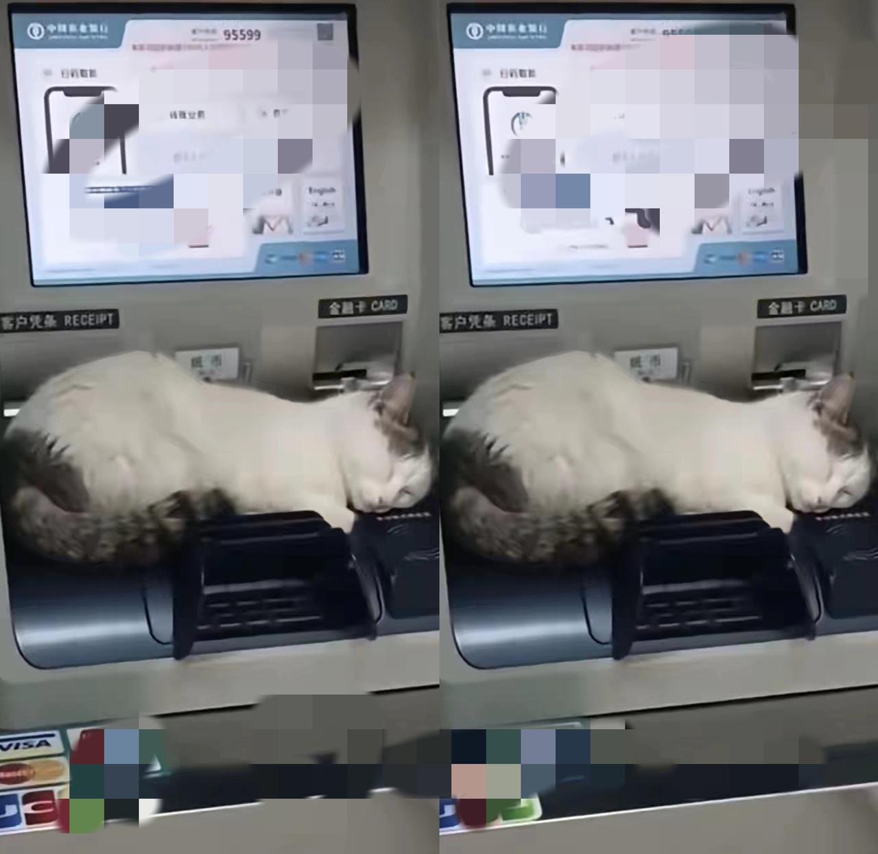零下20度的东北深夜，ATM机居然被“喵星人”占了坑！推门进