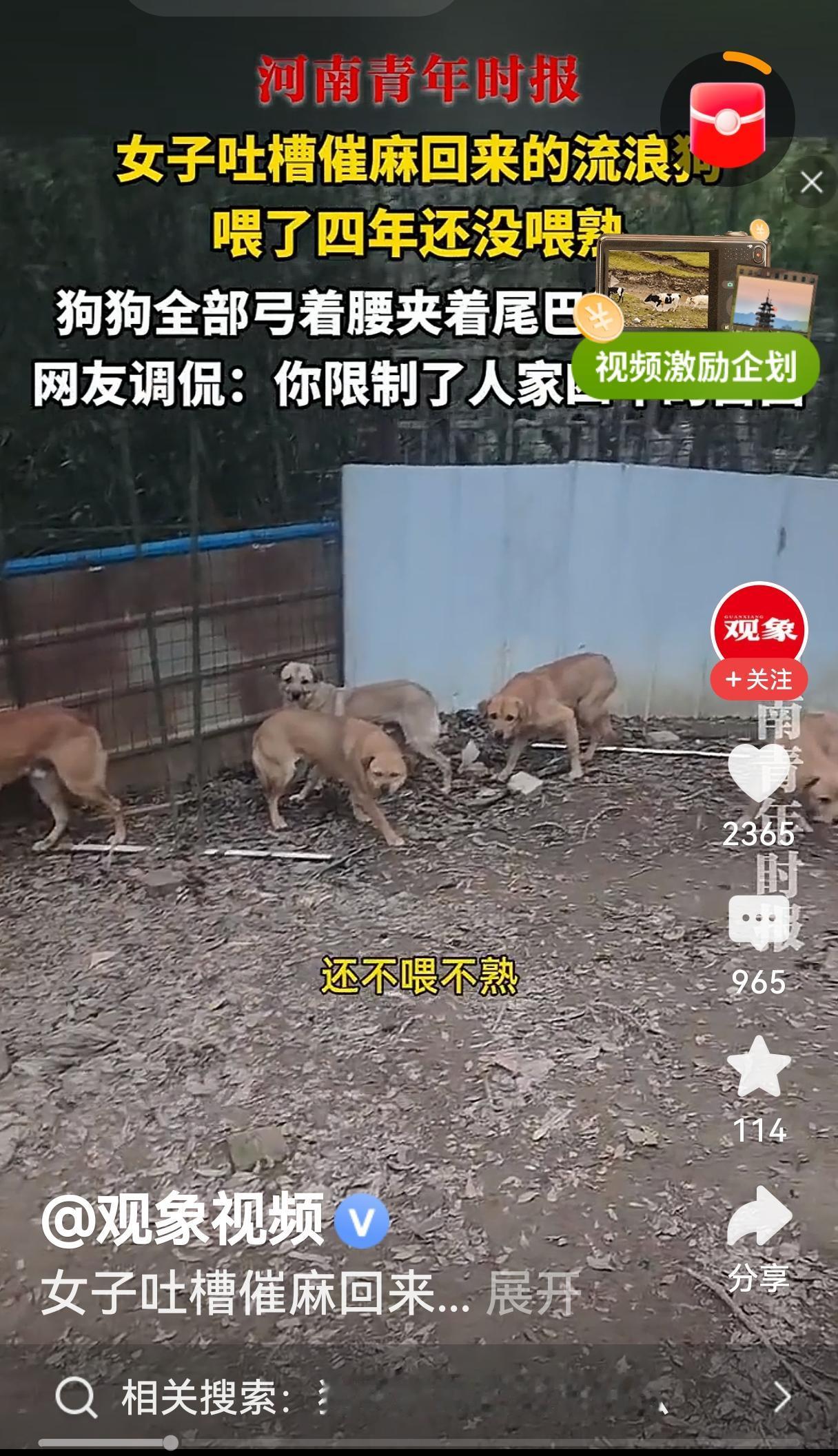 江苏一女子喂许多流浪狗喂了四年，可流浪狗见到她还是弓着腰夹着尾巴，做出随时逃跑或