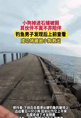 “泪目！”海南，男子下班后去钓鱼放松，发现堤坝上有只小狗一直看着自己，他以为小狗