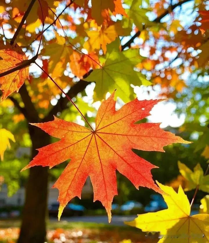 想不到，体制内的老男人这么“吃香”。昨天下午老赵特地从市里赶来请我吃饭，原来是