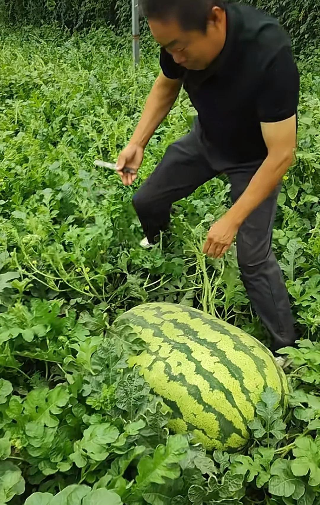 以后千瓦别买这个瓜了，吃了就拉肚子，拉完肚子就感冒。昨天买的甜瓜是博洋9号