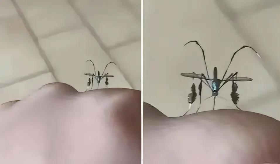 这是什么蚊子？第六代么？
