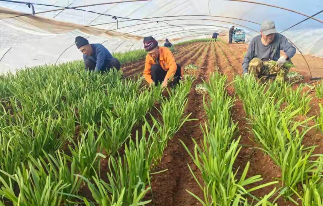 青岛山后“天价韭菜”真相揭秘：住蚊帐喝牛奶，78元一斤香飘北上广，是奢侈炒作还是